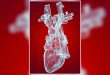 Reconocen a la arteria aorta como un órgano independiente del cuerpo humano