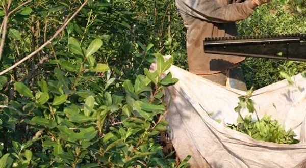 Grave crisis en el sector yerbatero: la producción cayó más del 30%